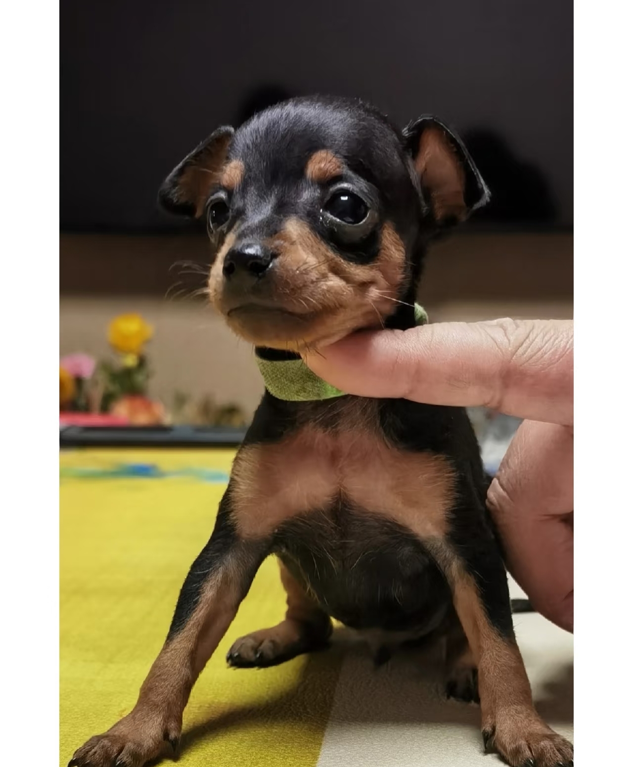 小鹿犬